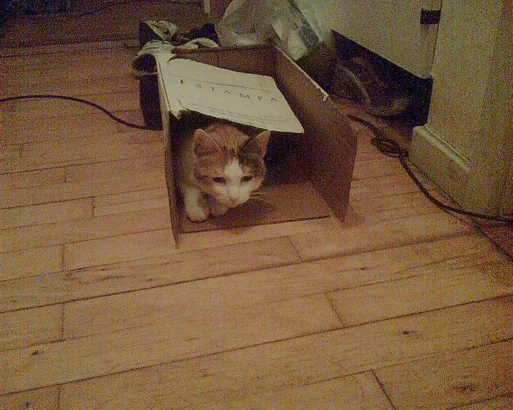 Huskat put - hihi er man væk kan man ikke få skæld ud.. billede 7