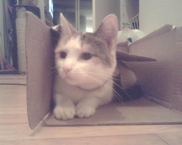 Huskat put billede 8