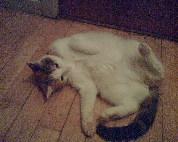 Huskat put billede 9