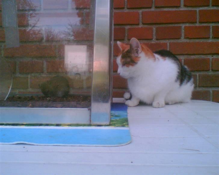 Huskat put - du kan vente til du kommer ud! billede 10