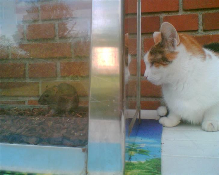 Huskat put - du kan vente dig! billede 12