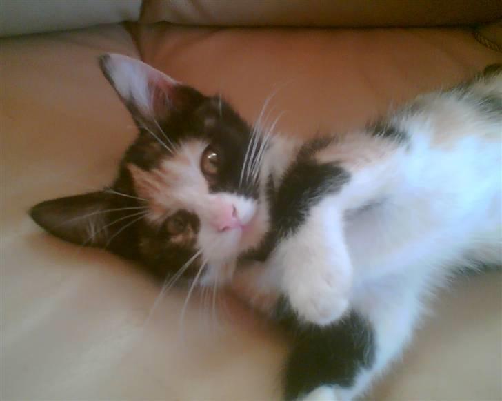 Huskat trikker   R.I.P billede 1