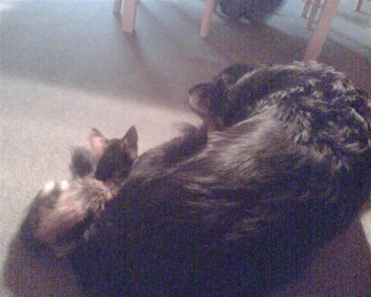 Huskat trikker   R.I.P billede 2