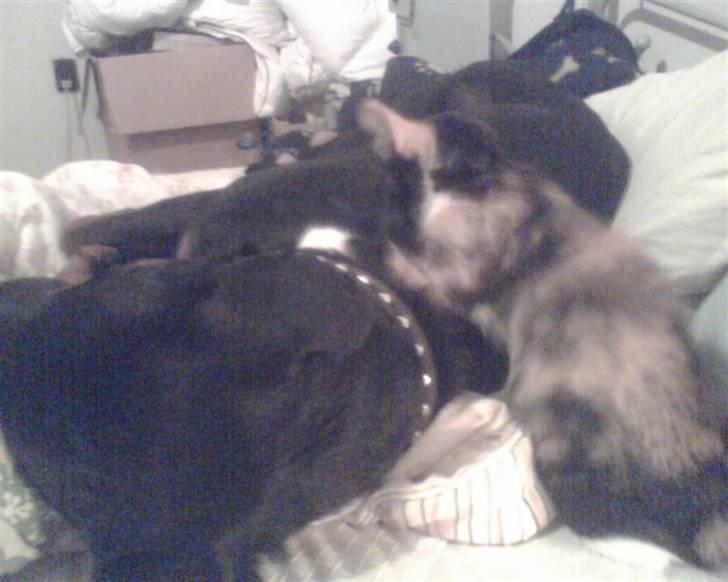 Huskat trikker   R.I.P billede 3