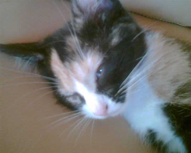 Huskat trikker   R.I.P billede 4