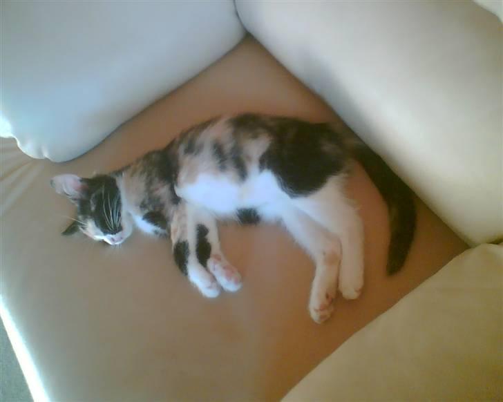 Huskat trikker   R.I.P billede 5