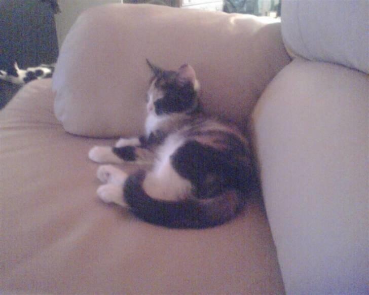 Huskat trikker   R.I.P billede 6