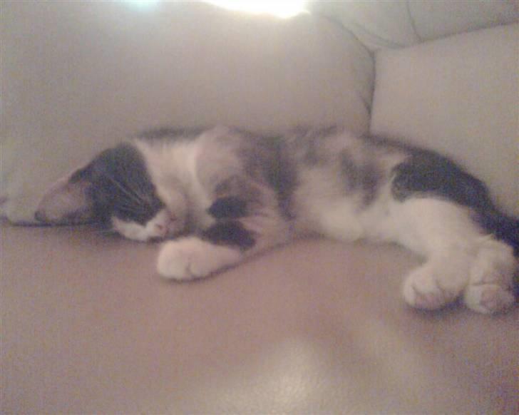 Huskat trikker   R.I.P billede 7