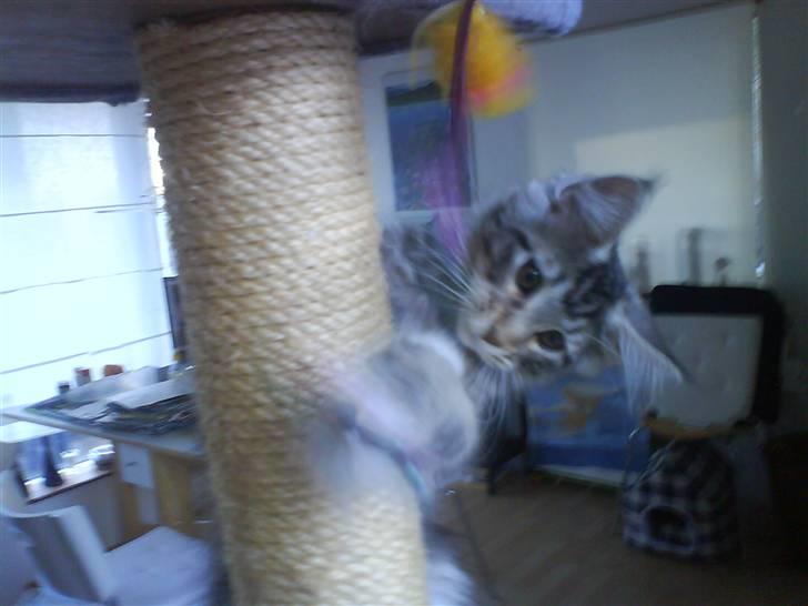 Maine Coon Gabriel - Leger for første gang på klatretårnet :) billede 7