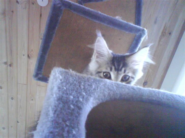 Maine Coon Gabriel - Højden havde han ikke lige regnet med :D billede 8