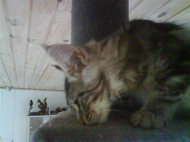 Maine Coon Gabriel - Snuser hvor Athene plejer at tilbringe 3/4 af sit liv :D billede 9