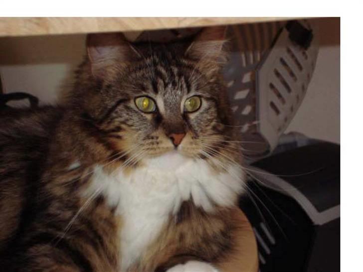 Norsk Skovkat Freja. - Gør mig til? Nej jeg er da´bare lækker. :bb billede 1