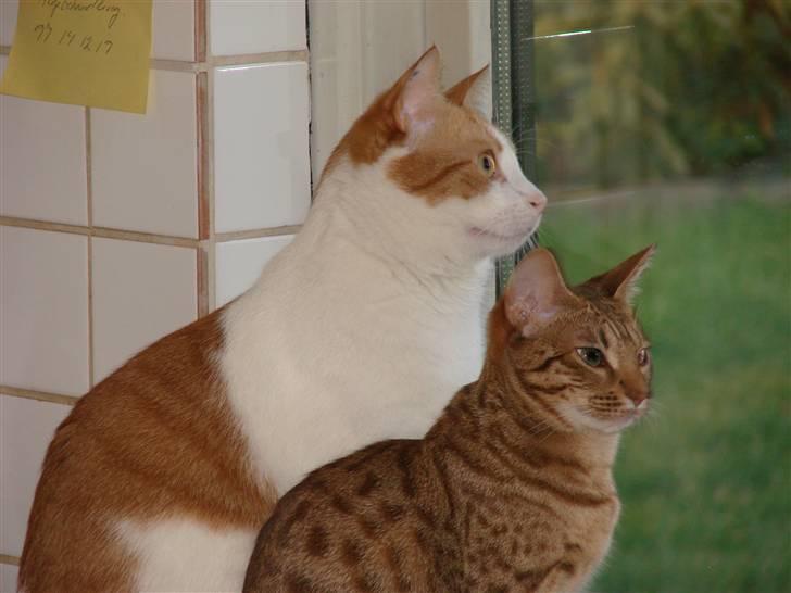 Ocicat Cassiopeia (kaldet Peia) billede 6