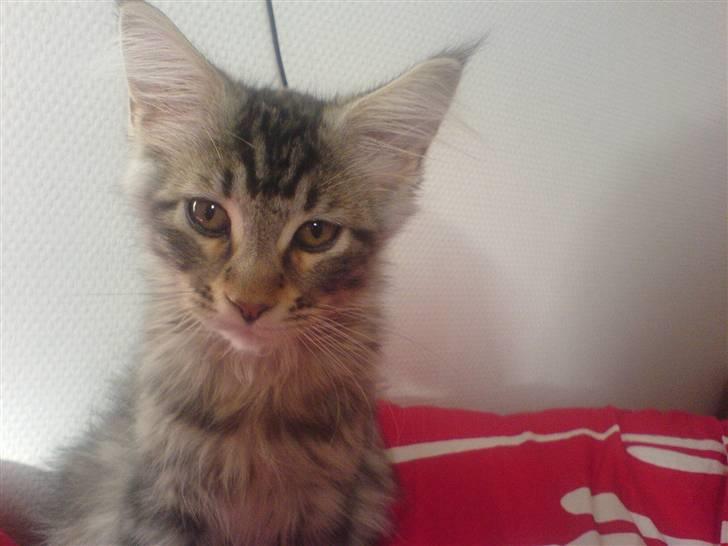 Maine Coon Gabriel - På besøg i sengen billede 10