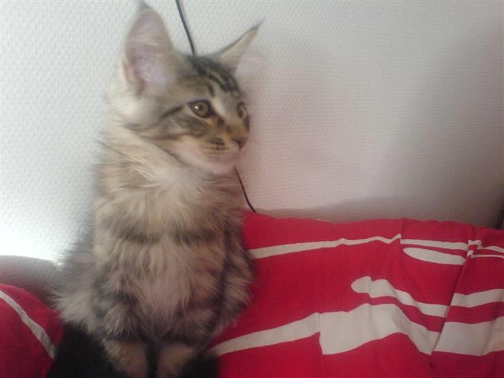 Maine Coon Gabriel - Og så lige i profil billede 11