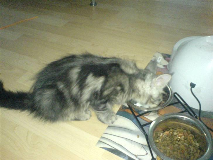 Maine Coon Gabriel - Spise kan han også billede 12