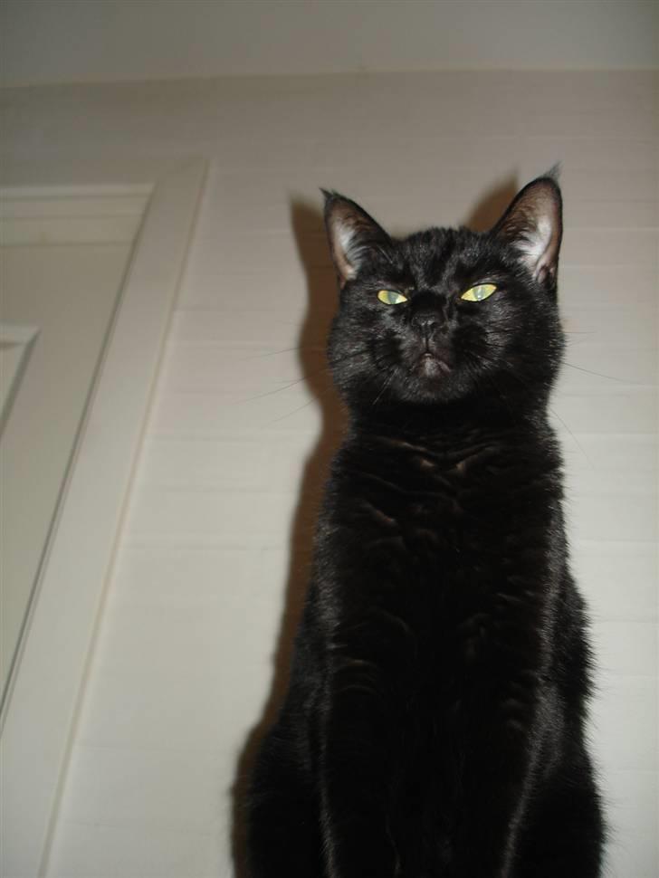 Huskat ^*Minni*^* Perles pige* - Se er hun Ik smuk :o) billede 9