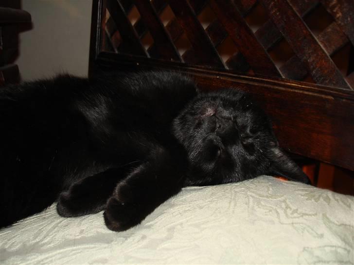 Huskat ^*Minni*^* Perles pige* - ZZzzz billede 11