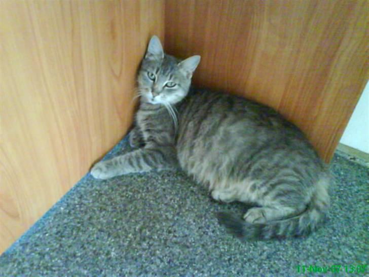 Blanding af racer Sille - hygge i et hjørne.. billede 13