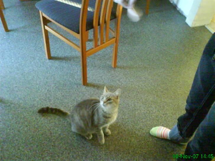 Blanding af racer Sille - Sille. billede 14