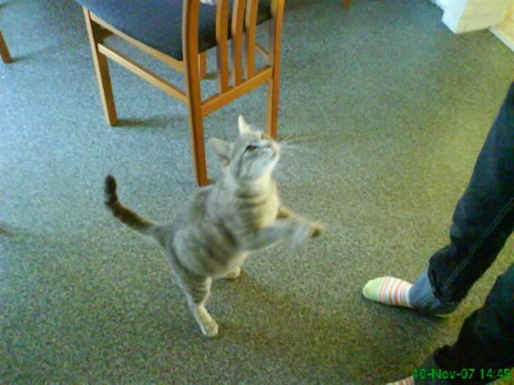 Blanding af racer Sille - Sille i det store spring.. "Tag springet" billede 15