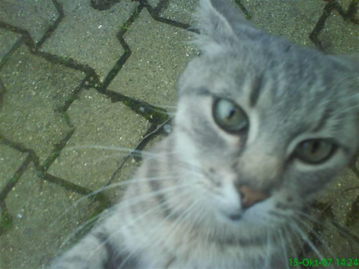 Blanding af racer Sille - må jeg lige se den der ting lidt tætter på..?? billede 16