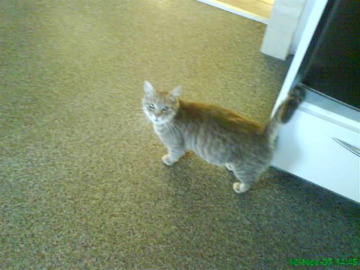 Blanding af racer Sille - Hvad kikker duu på..?? Jeg er uskyldig..!! ;P billede 17