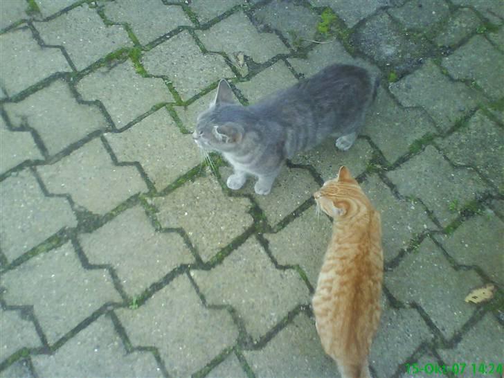 Blanding af racer Sille - Sille og hendes plege killing Beauty. billede 18