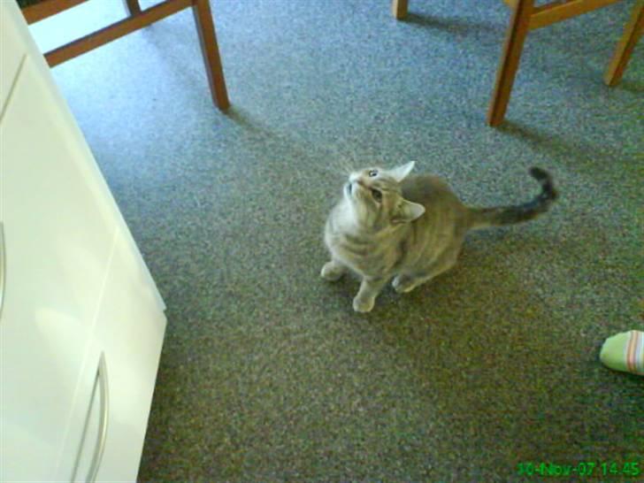 Blanding af racer Sille - Er der noget godt på bordet..?? billede 19