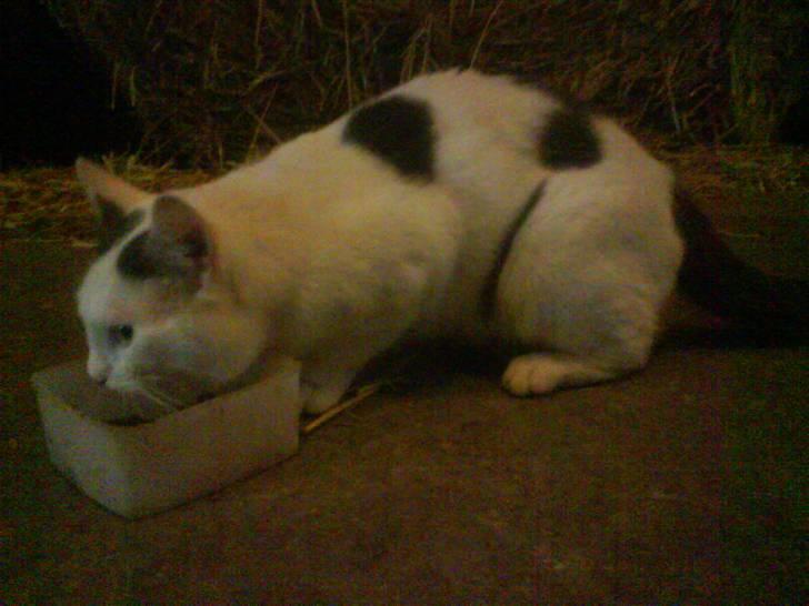 Huskat Plet   (gård-kat) billede 1