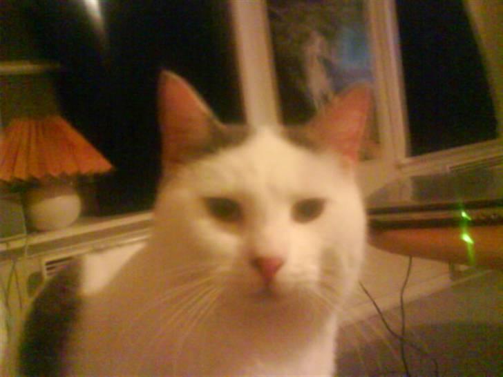 Huskat Plet   (gård-kat) billede 2