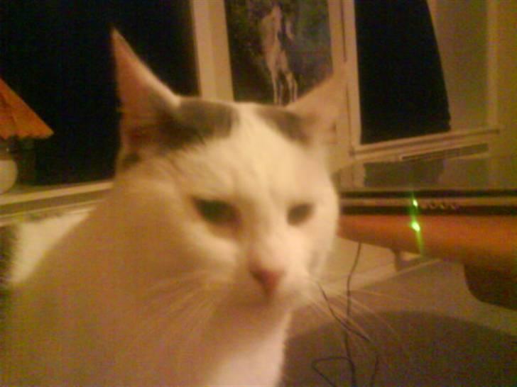 Huskat Plet   (gård-kat) billede 3