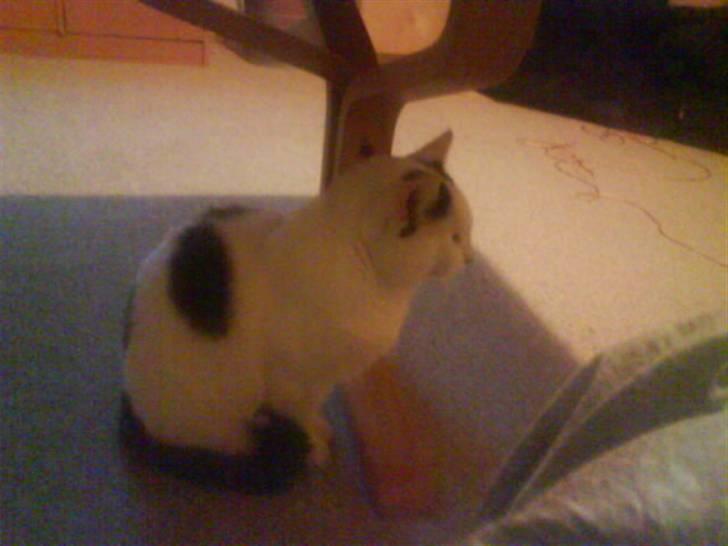 Huskat Plet   (gård-kat) billede 4