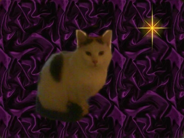 Huskat Plet   (gård-kat) billede 5