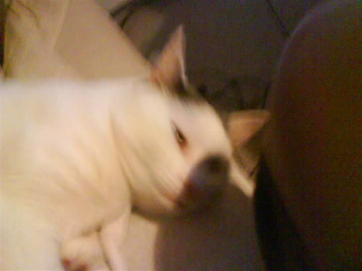 Huskat Plet   (gård-kat) billede 6