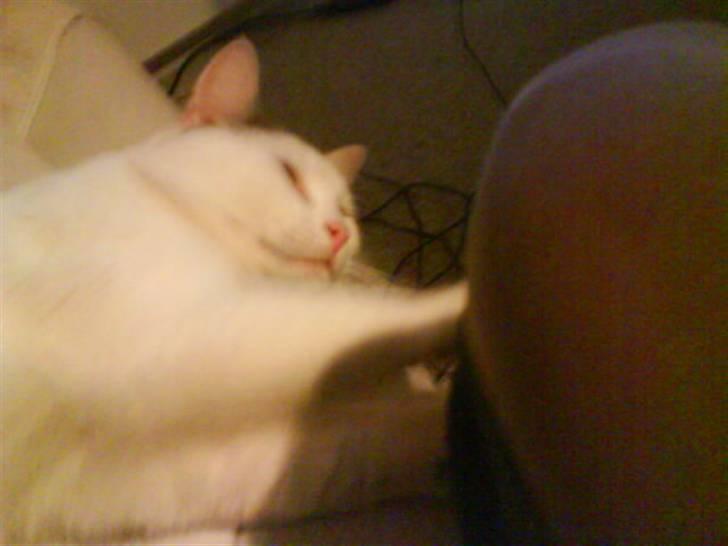 Huskat Plet   (gård-kat) billede 7