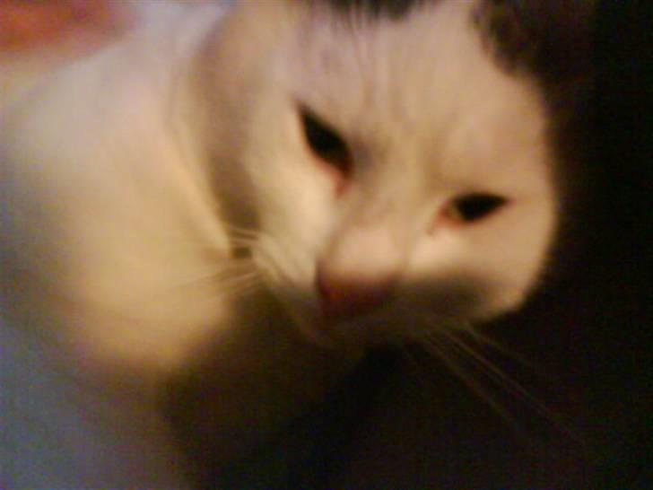 Huskat Plet   (gård-kat) billede 8