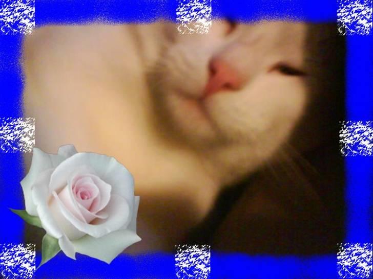 Huskat Plet   (gård-kat) billede 9