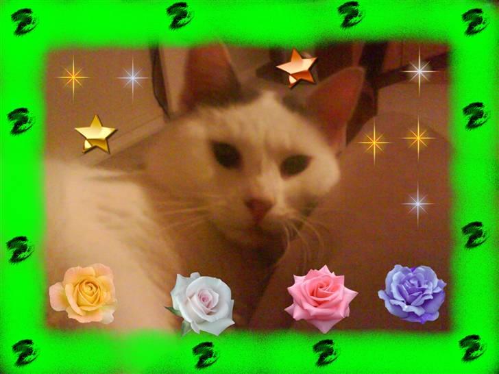 Huskat Plet   (gård-kat) billede 10