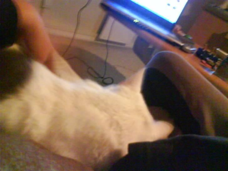 Huskat Plet   (gård-kat) billede 11