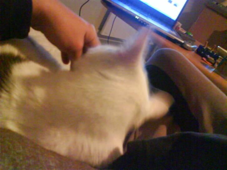 Huskat Plet   (gård-kat) billede 12