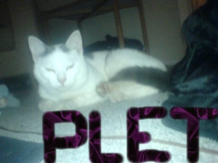 Huskat Plet   (gård-kat) billede 13