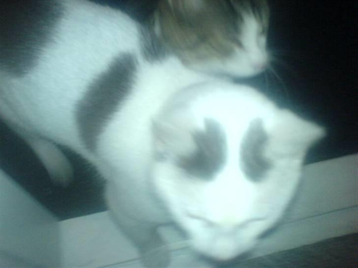 Huskat Plet   (gård-kat) billede 14