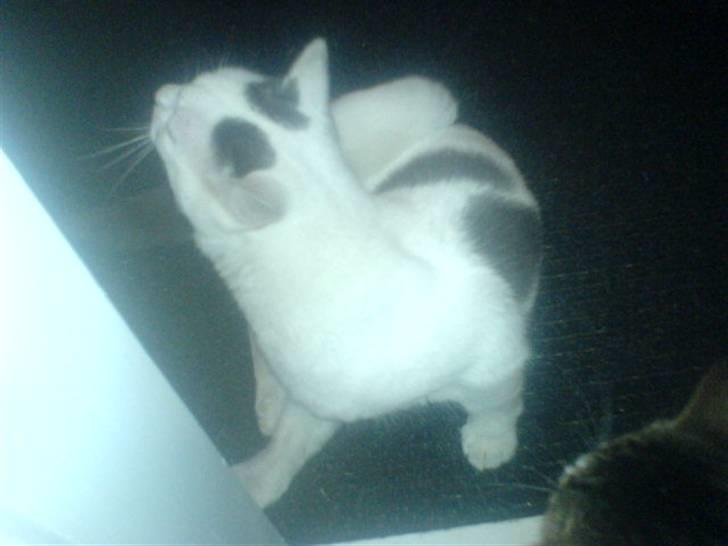 Huskat Plet   (gård-kat) billede 15