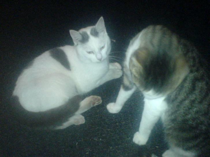 Huskat Plet   (gård-kat) billede 16