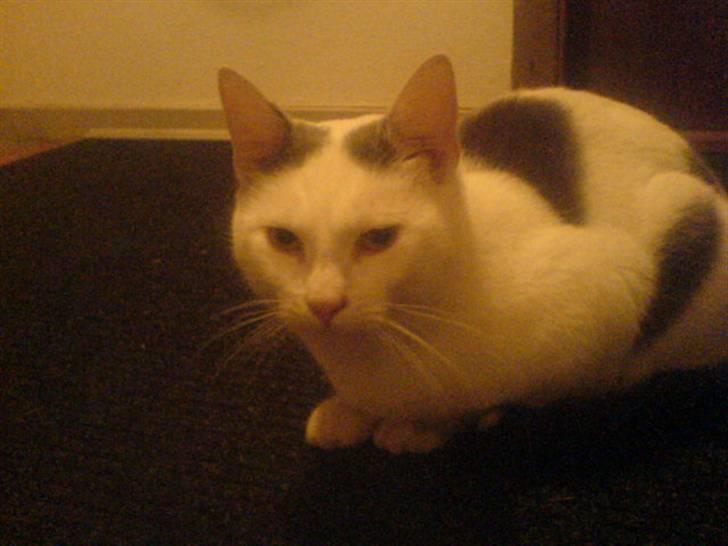 Huskat Plet   (gård-kat) billede 17