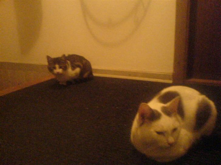 Huskat Plet   (gård-kat) billede 18