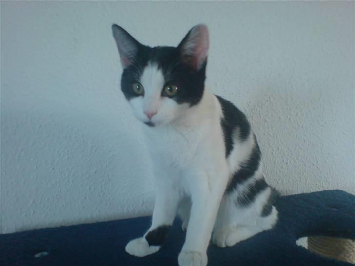 Huskat tulle Løbet hjemmefra :'( billede 1