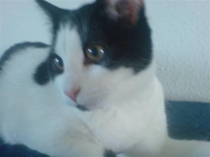 Huskat tulle Løbet hjemmefra :'( billede 2