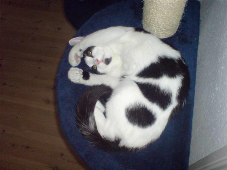 Huskat tulle Løbet hjemmefra :'( billede 4